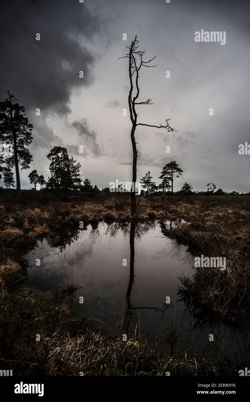 Dead Tree Reflected in Pond Stock Photo