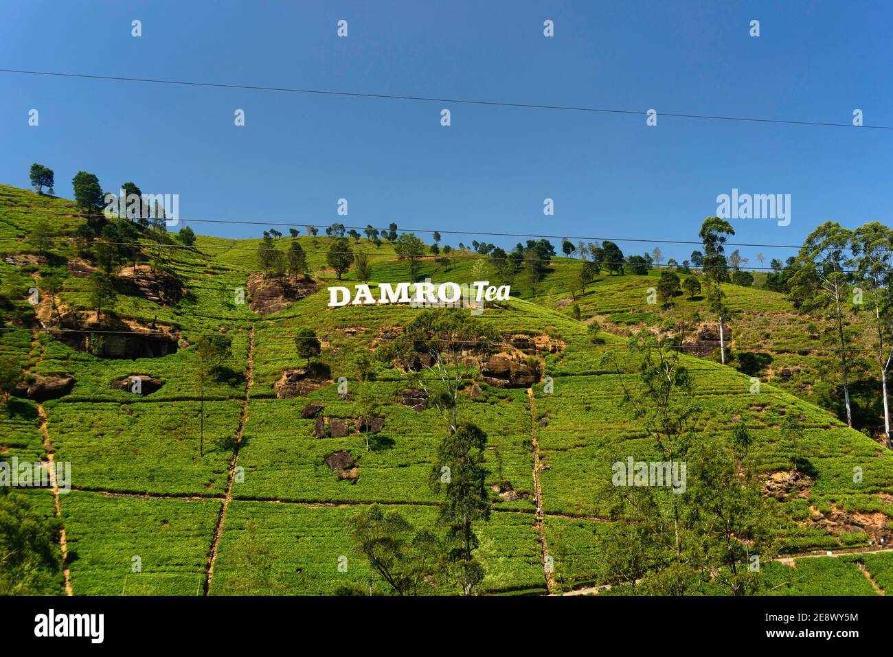 Brand name sign of Damro. Green hills of tea plants at the mountainous