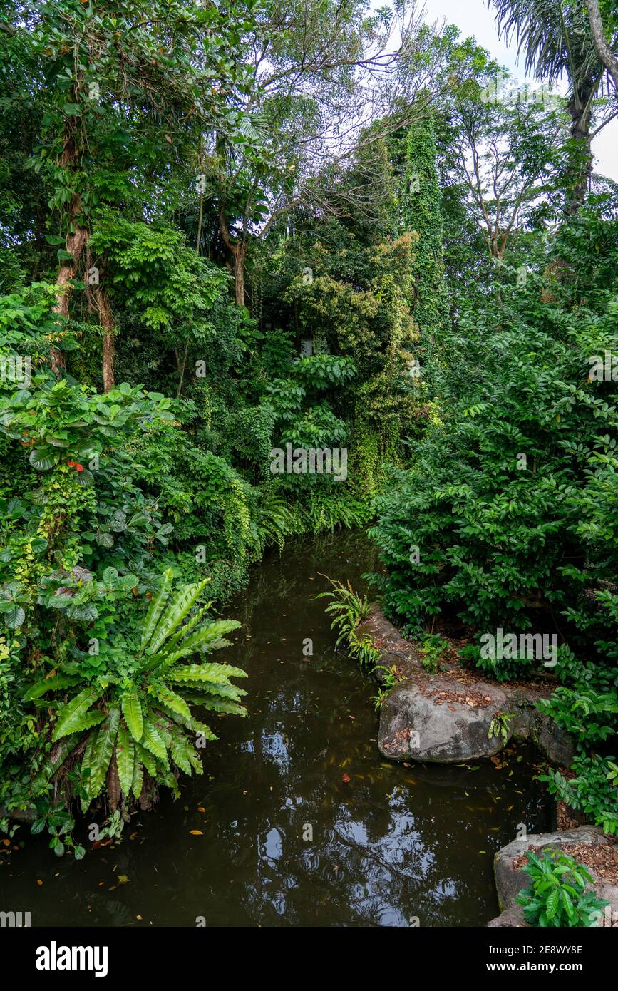 Tropical green nature scene in Singapore Stock Photo - Alamy