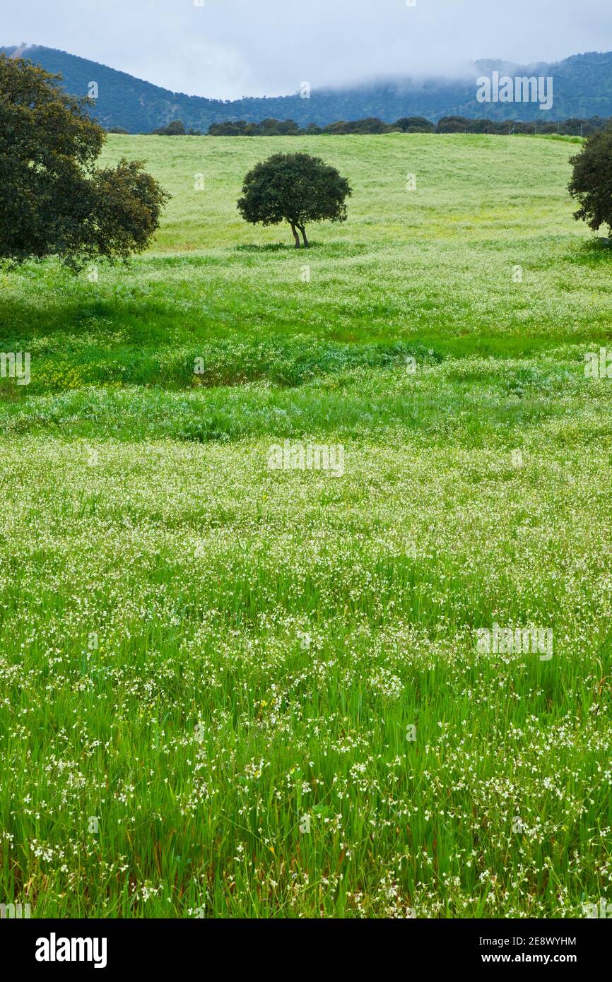 Flora y fauna de primavera hi-res stock photography and images - Alamy