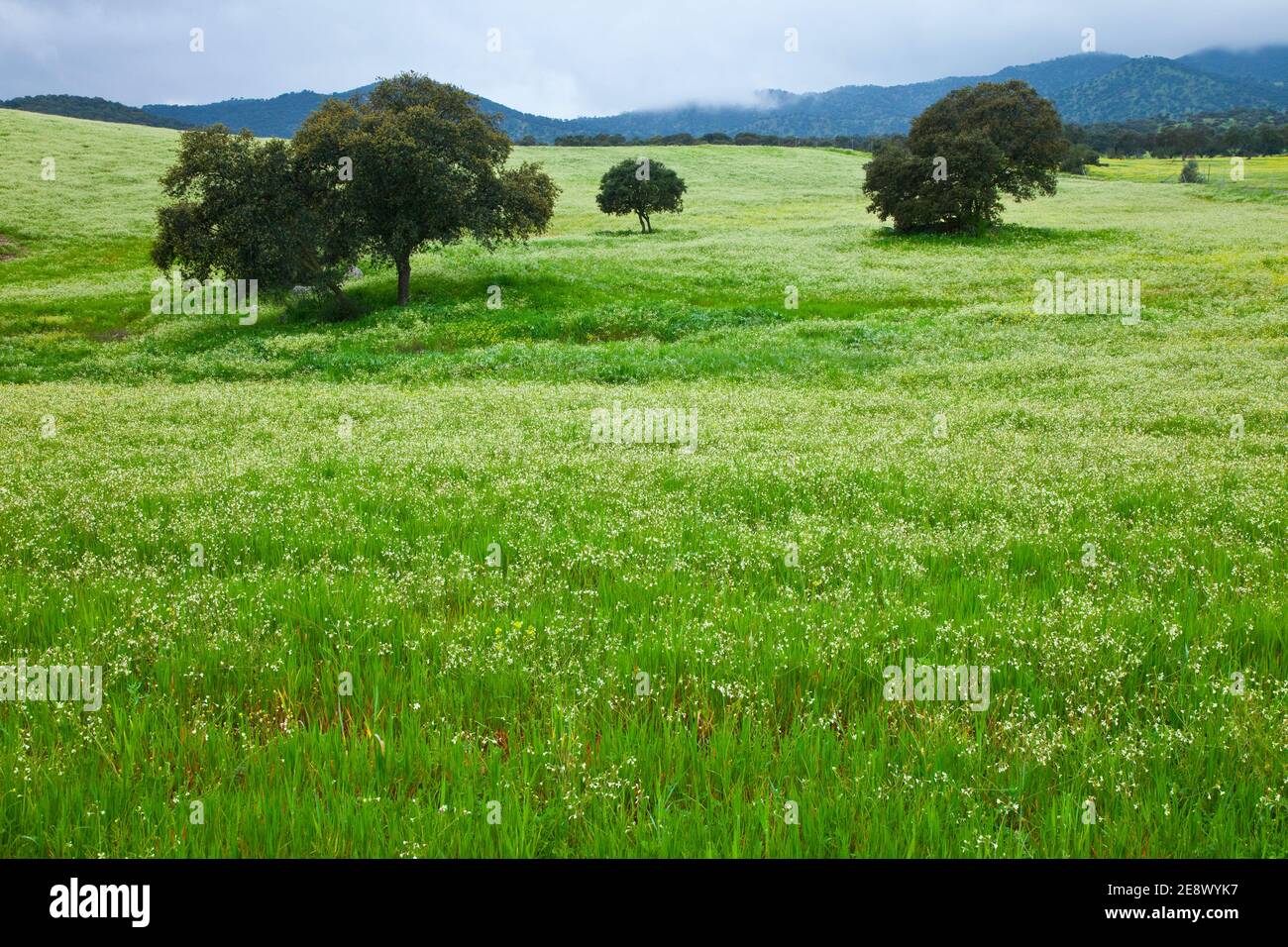Flora y fauna de primavera hi-res stock photography and images - Alamy