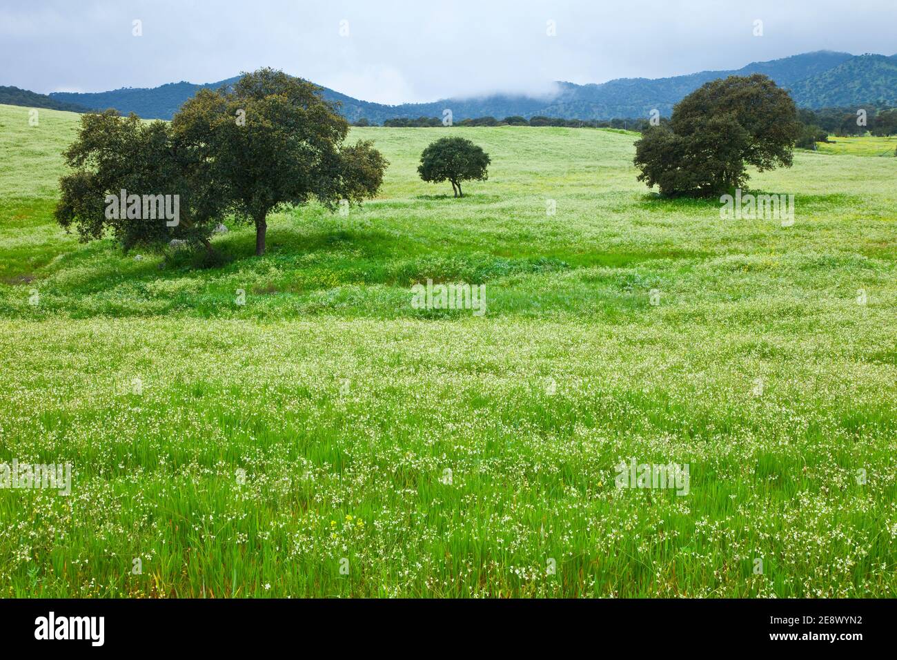 Flora y fauna de primavera hi-res stock photography and images - Alamy
