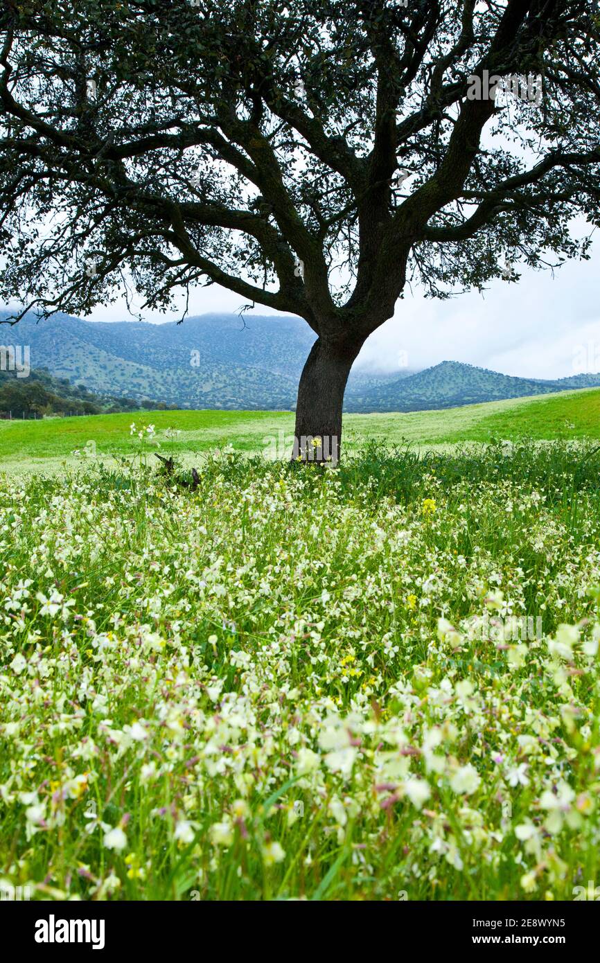 Flora y fauna de primavera hi-res stock photography and images - Alamy