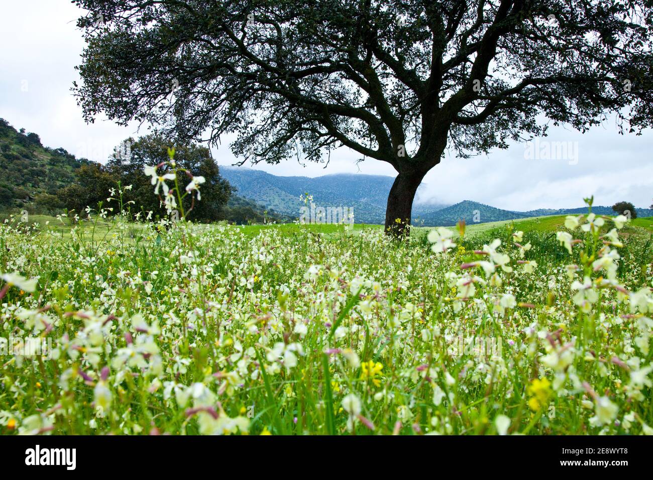 Flora y fauna de primavera hi-res stock photography and images - Alamy