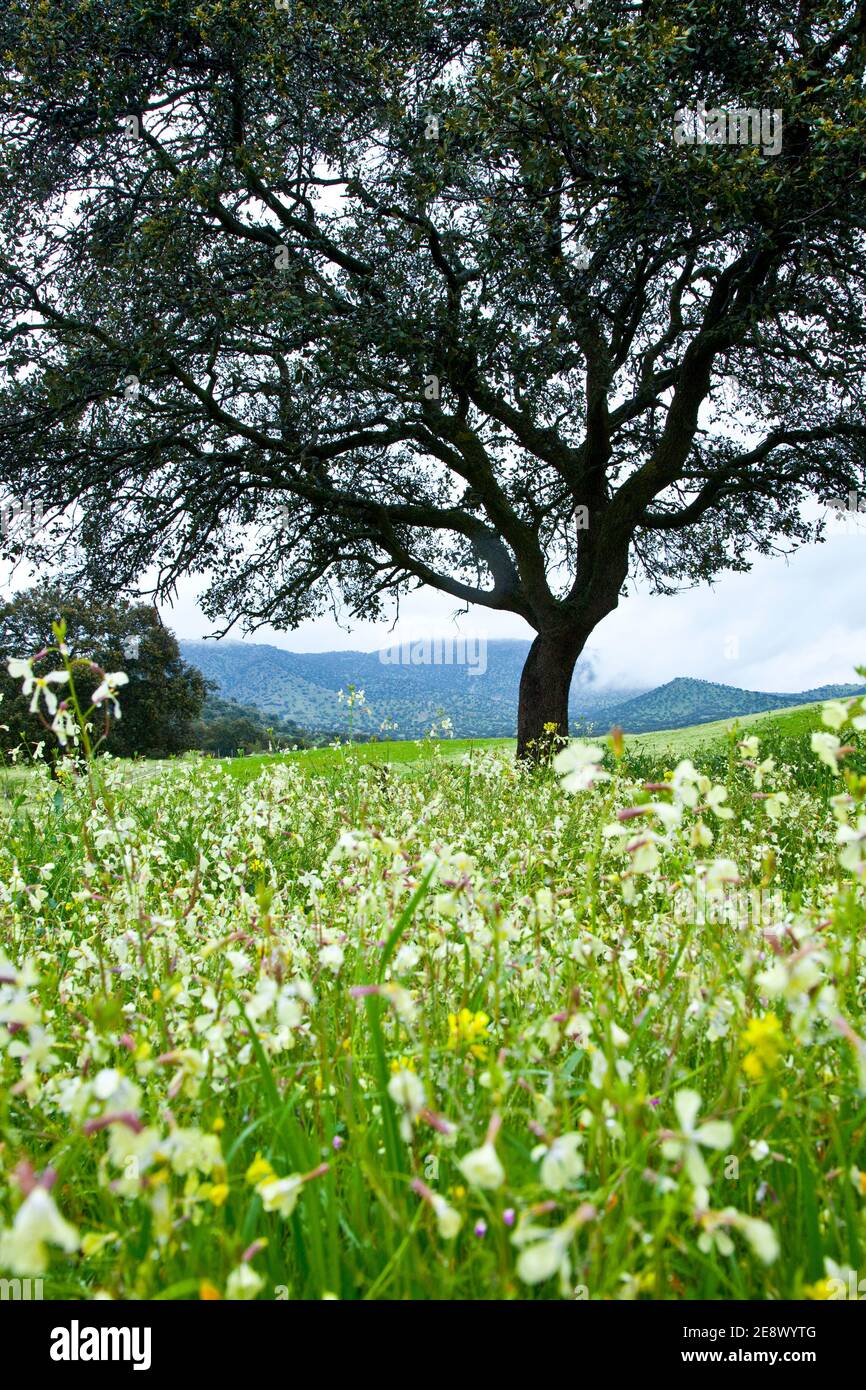 Flora y fauna de primavera hi-res stock photography and images - Alamy