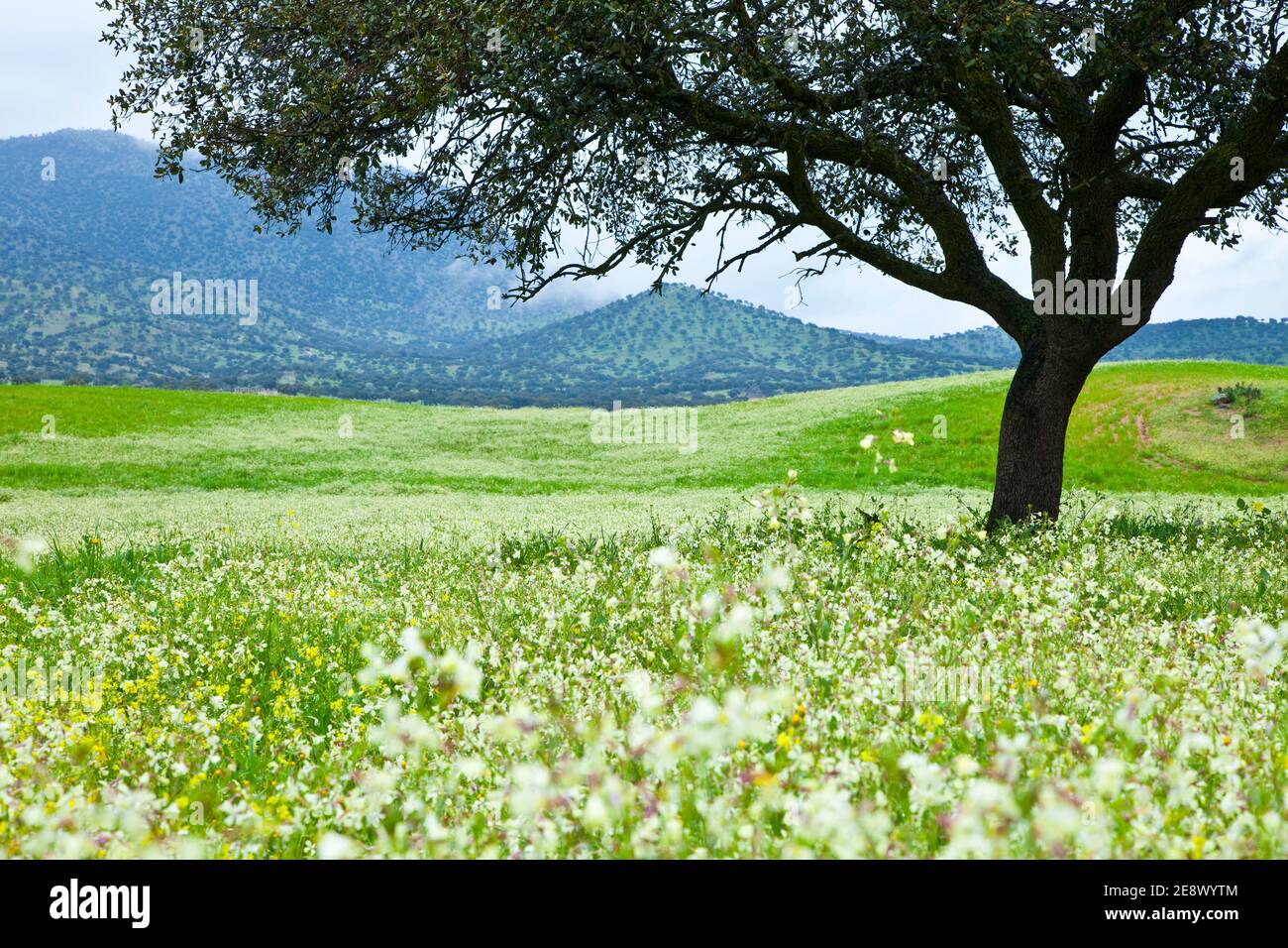Flora y fauna de primavera hi-res stock photography and images - Alamy