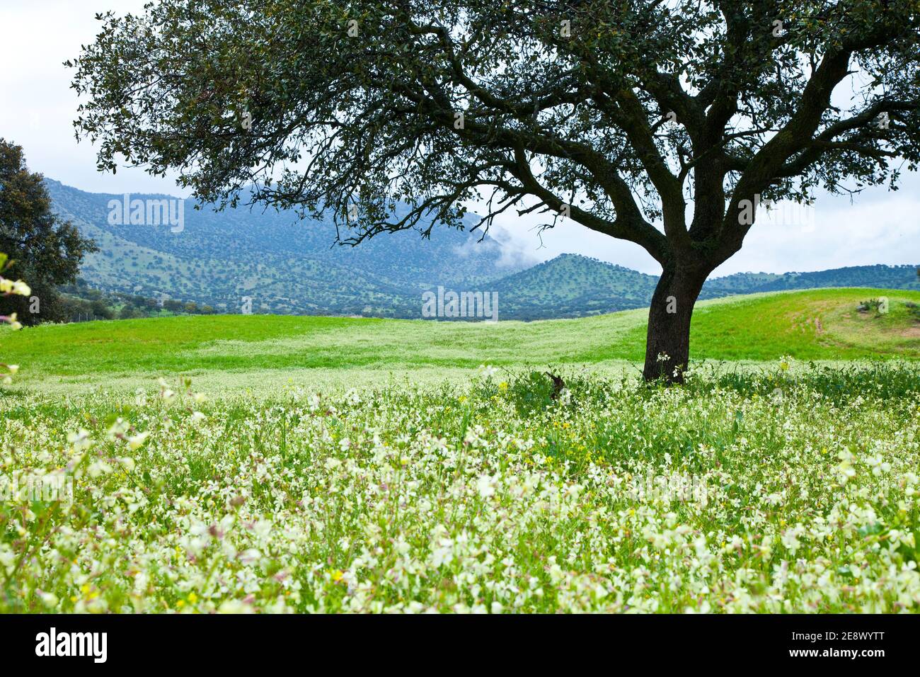 Flora y fauna de primavera hi-res stock photography and images - Alamy