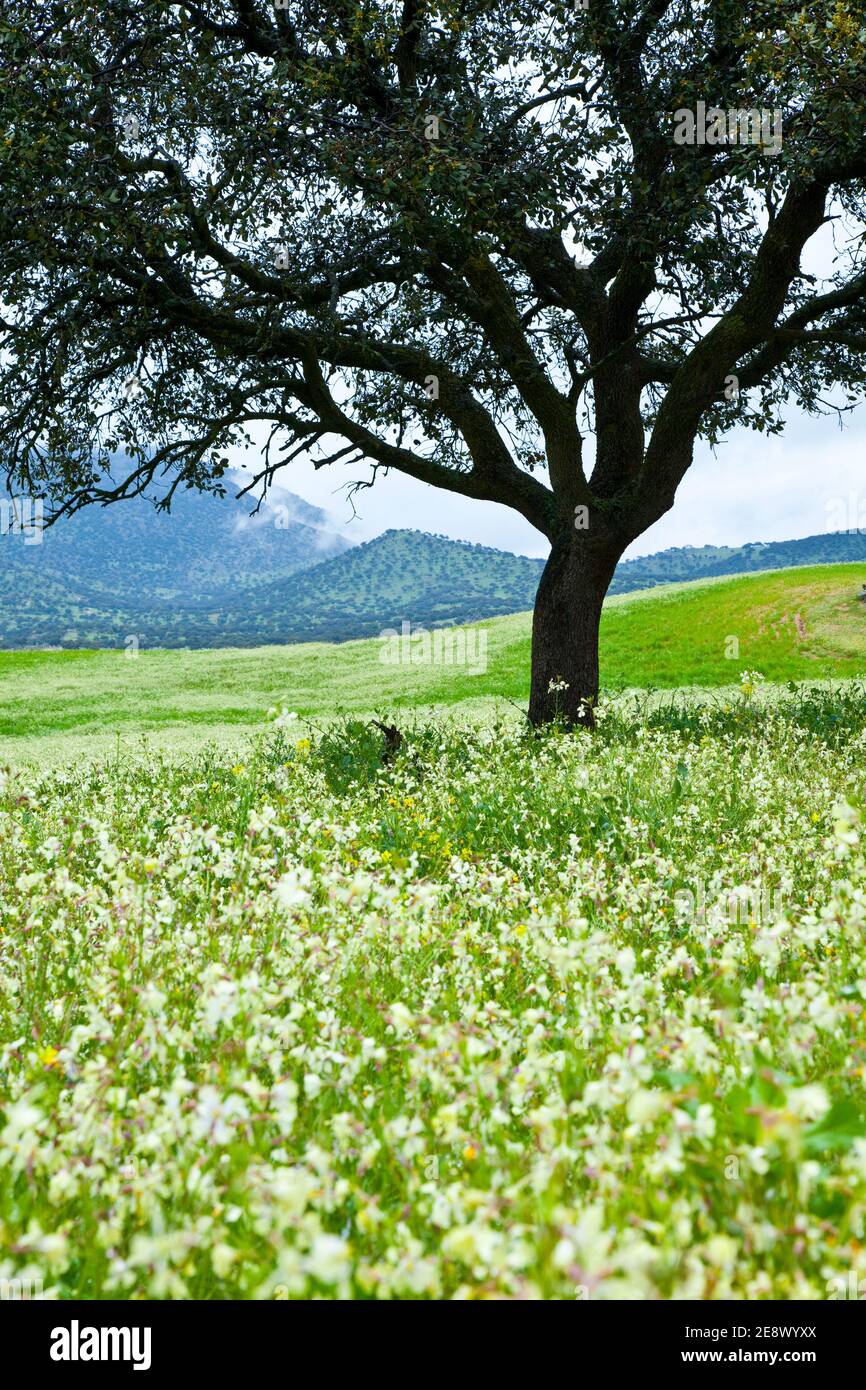 Flora y fauna de primavera hi-res stock photography and images - Alamy