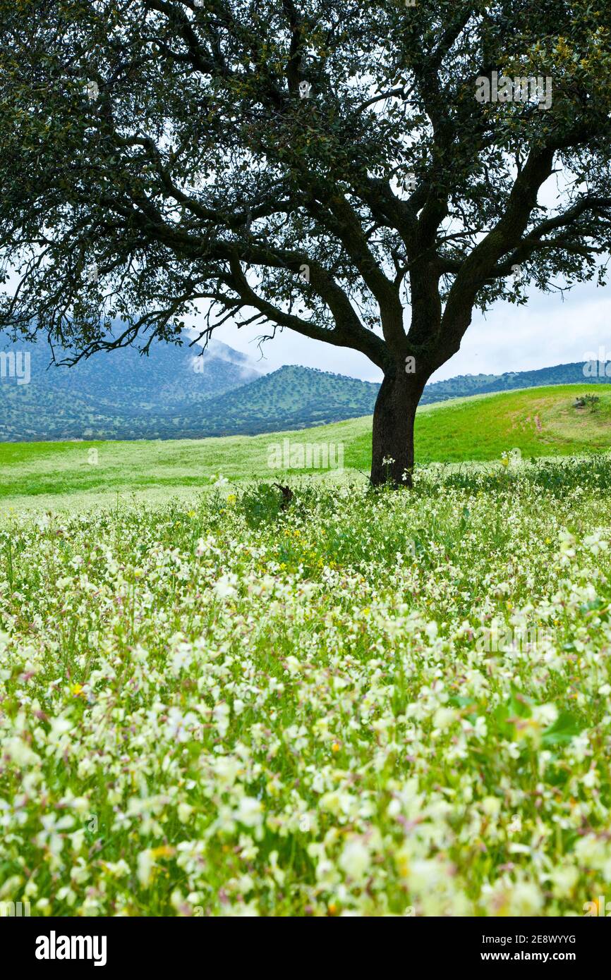 Flora y fauna de primavera hi-res stock photography and images - Alamy