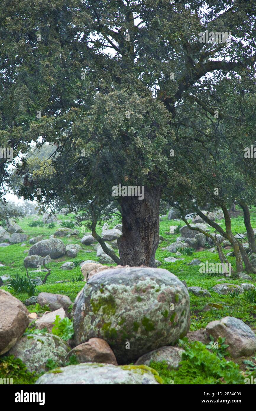 Flora y fauna de primavera hi-res stock photography and images - Alamy