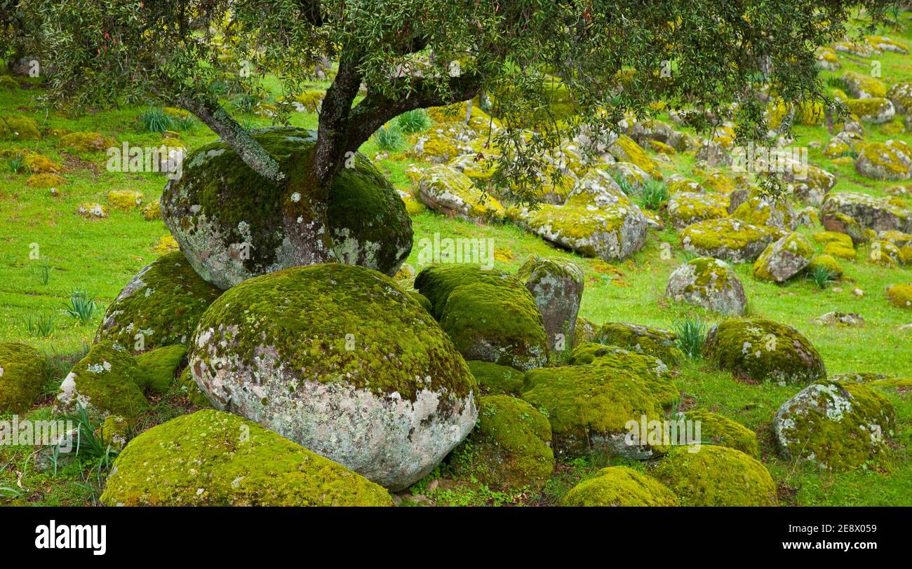 Parque Natural Sierra de Andújar, Jaen, Andalucía, España Stock Photo ...