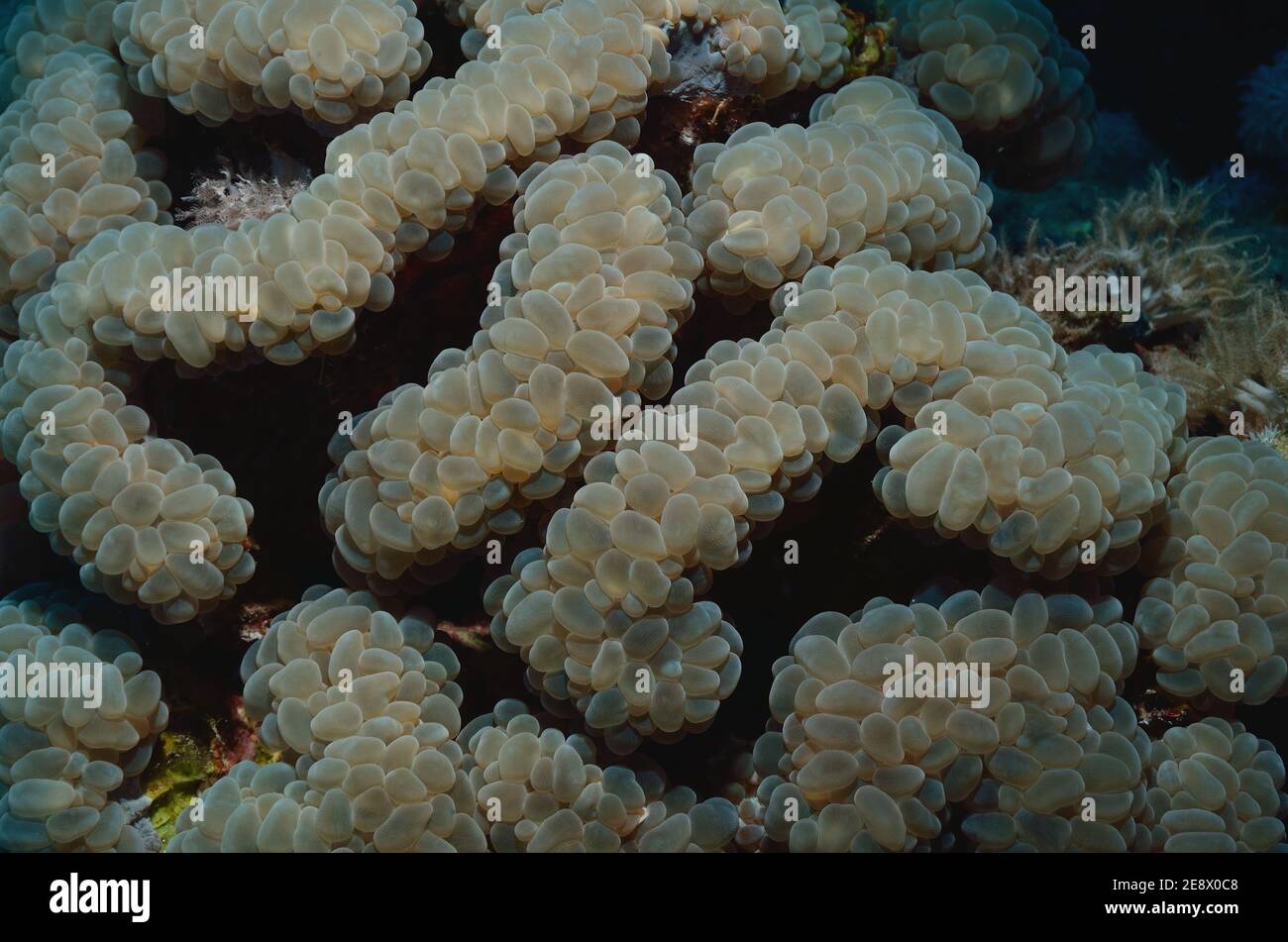 Plerogyra sinuosa, bubble coral, Blasenkoralle, Utopia Beach, Red Sea, Egypt, Rotes Meer, Ägypten Stock Photo