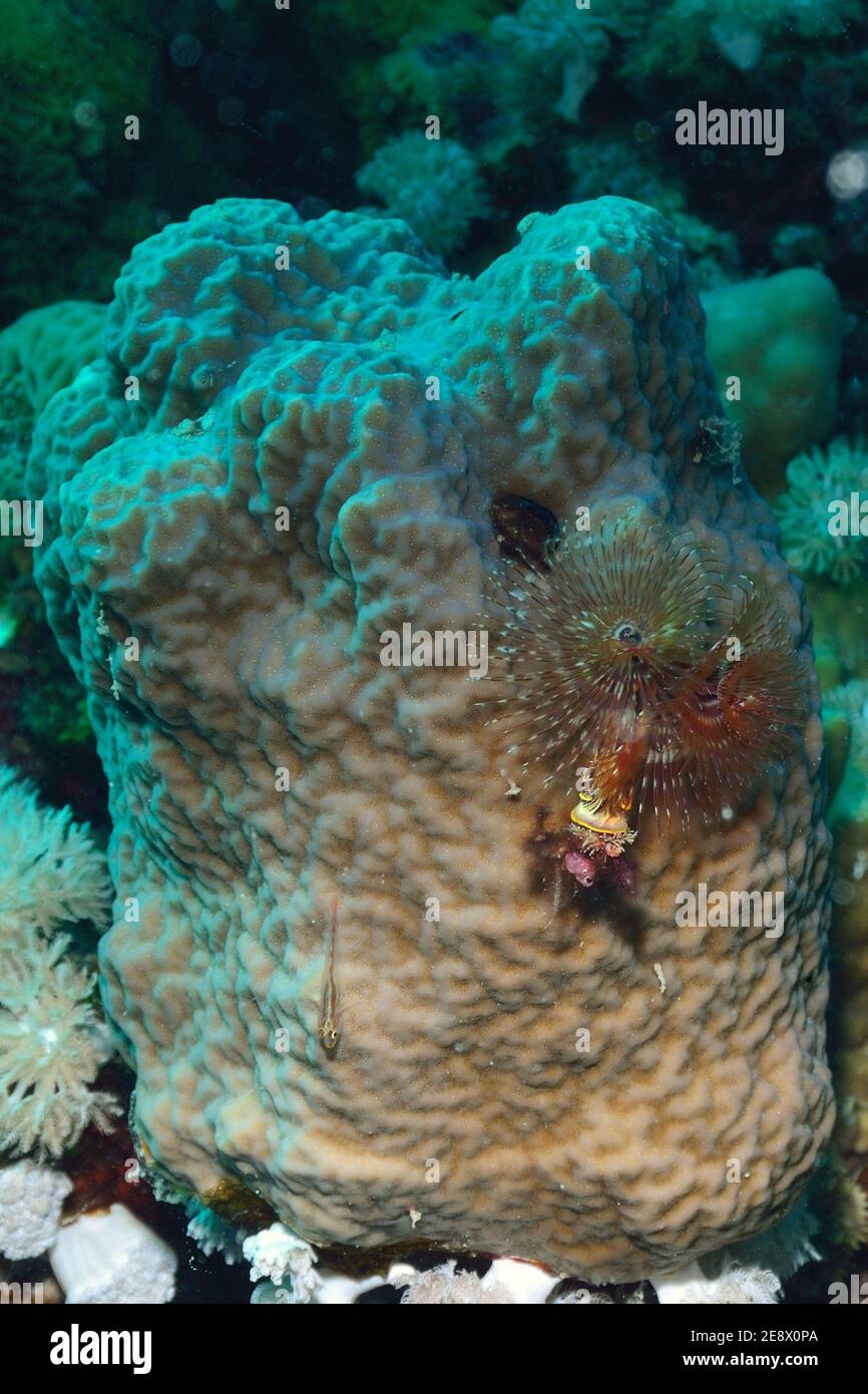 Porites, porites coral, Porenkoralle, Spirobranchus giganteus, christmas tree worm, Bunter Spiralröhrenwurm, Pleurosicya micheli, michel's ghost goby Stock Photo