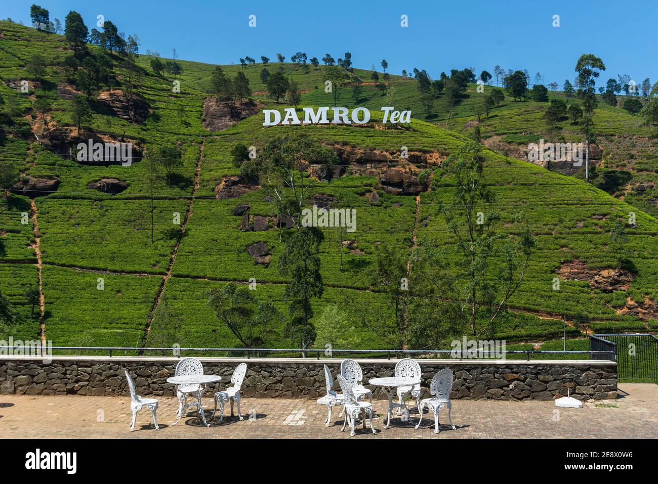 Brand name sign of Damro. Green hills of tea plants at the mountainous
