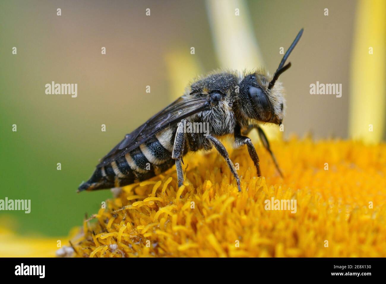 Close up of a female cleptoparasite bee , Coelioxys on a yellow Stock Photo