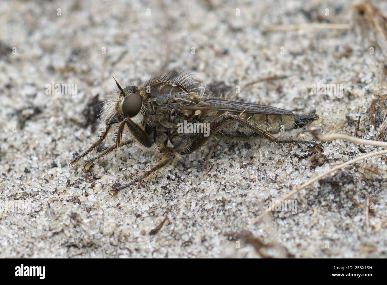 Close up of a fan-bristled robberfly, Dysmachus trigonus Stock Photo