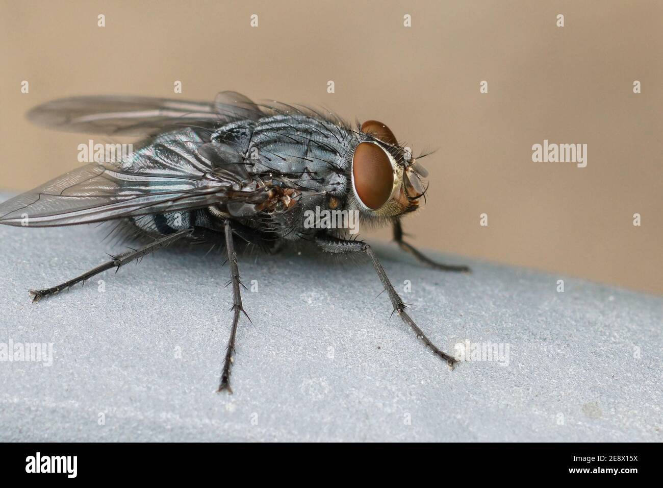 Close up of one of most common bluebottle flies , Calliphora vic Stock Photo