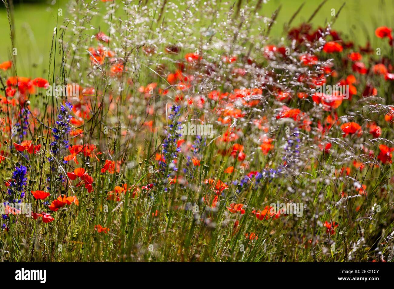 Poppies and other wild flowers in Wiltshire. Picture date: Friday June 21, 2019. Stock Photo