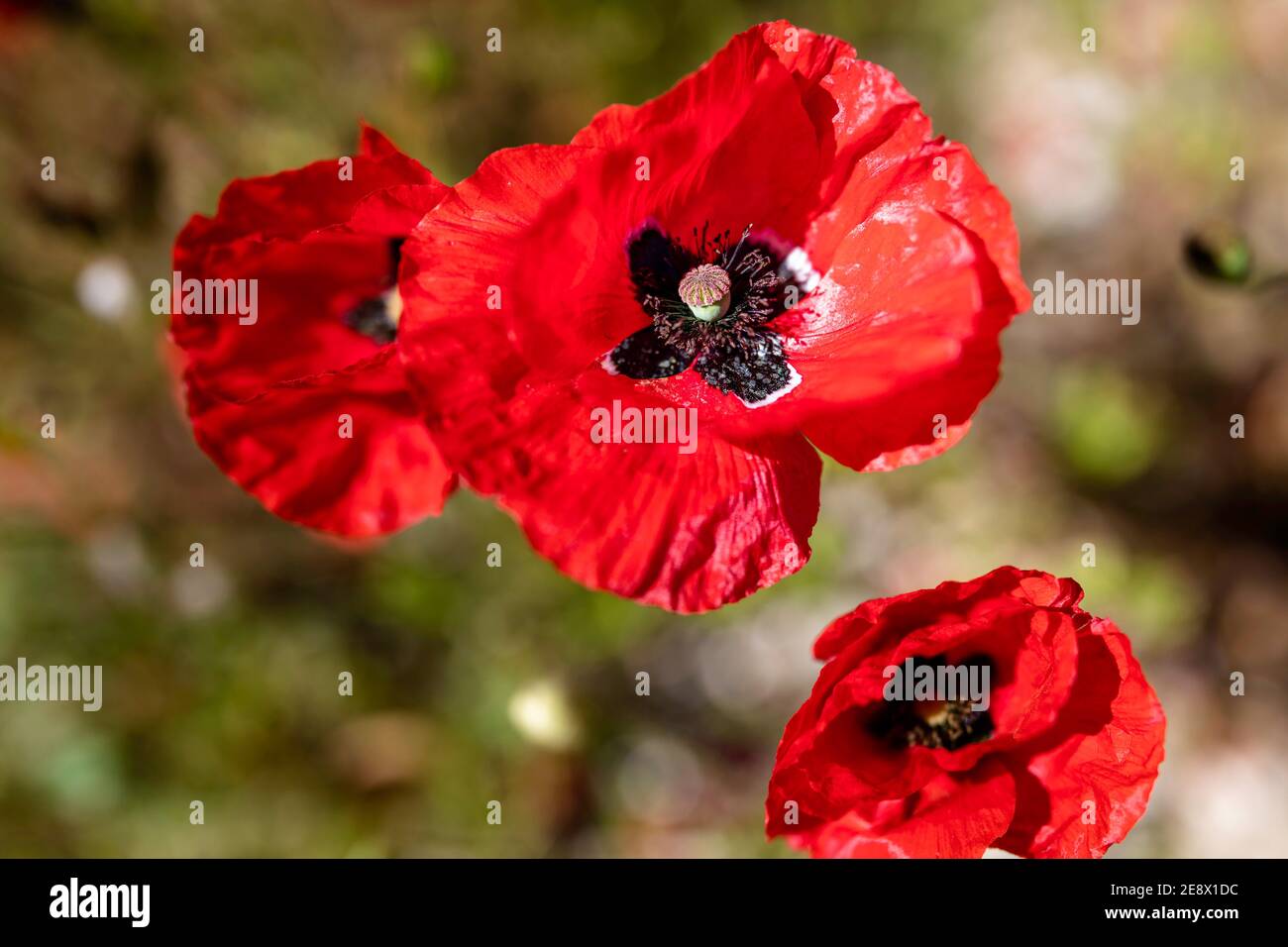 Glory of fall hi-res stock photography and images - Page 8 - Alamy