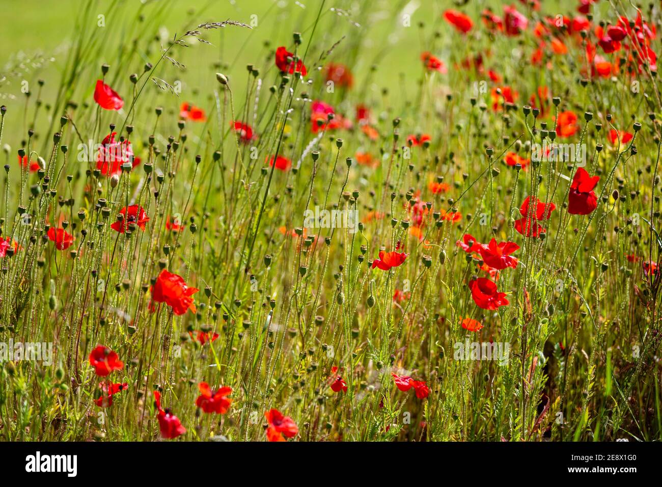 Poppies and other wild flowers in Wiltshire. Picture date: Friday June 21, 2019. Stock Photo