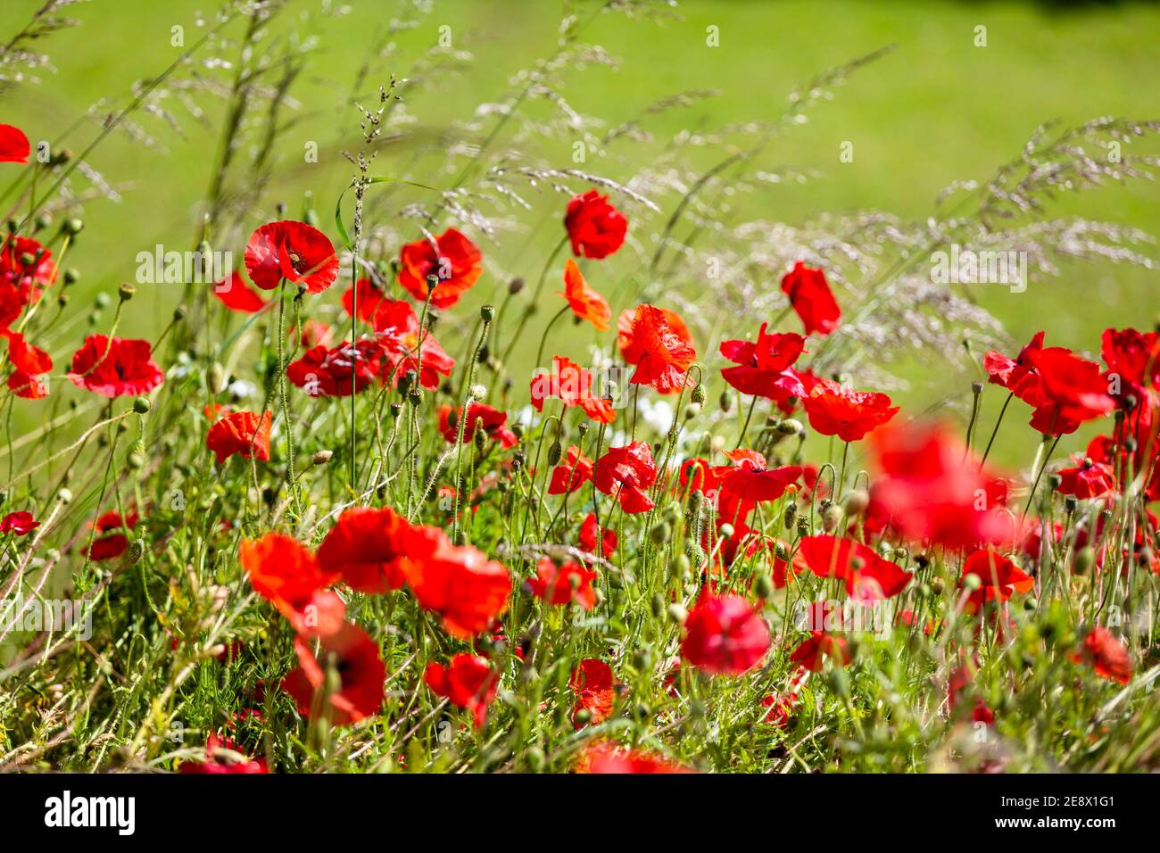 Conscription ww2 hires stock photography and images Alamy