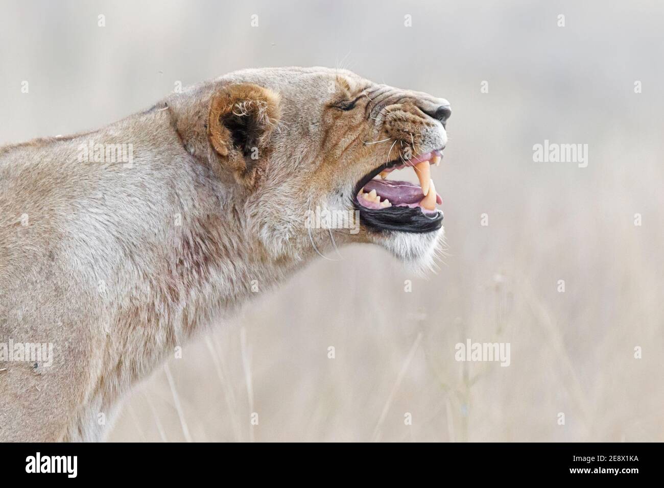 Lioness portrait, Panthera leo, roaring and displaying her teeth. Side view and blurred background. Okavango Delta, Botswana, Africa Stock Photo