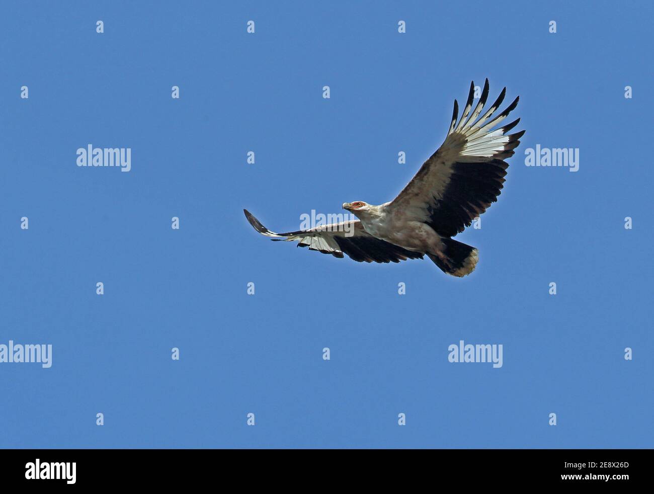 Palm-nut Vulture (Gypohierax angolensis) adult in flight  St Lucia, South Africa          November Stock Photo