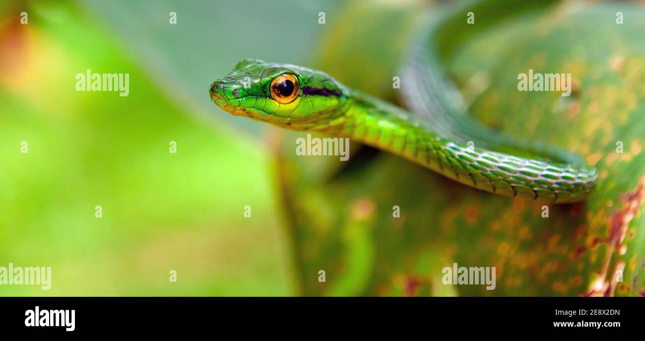 Panorama portrait of the arboreal Green Vine Snake (Oxybelis Fulgidus), Tortuguero national park, Costa Rica. Stock Photo