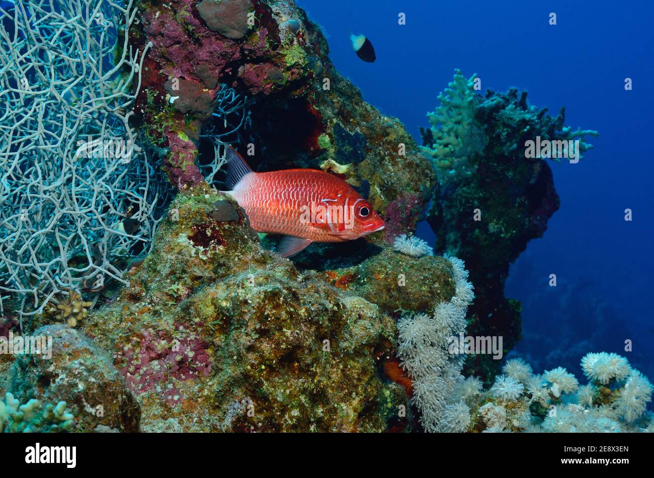 Sargocentron caudimaculatum, silverspot squirrelfish, Silberfleck-Husar, Utopia Beach, Red Sea, Egypt, Rotes Meer, Ägypten Stock Photo