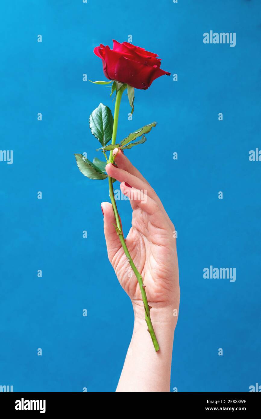 woman hand holding a beautiful red rose, blue background Stock ...