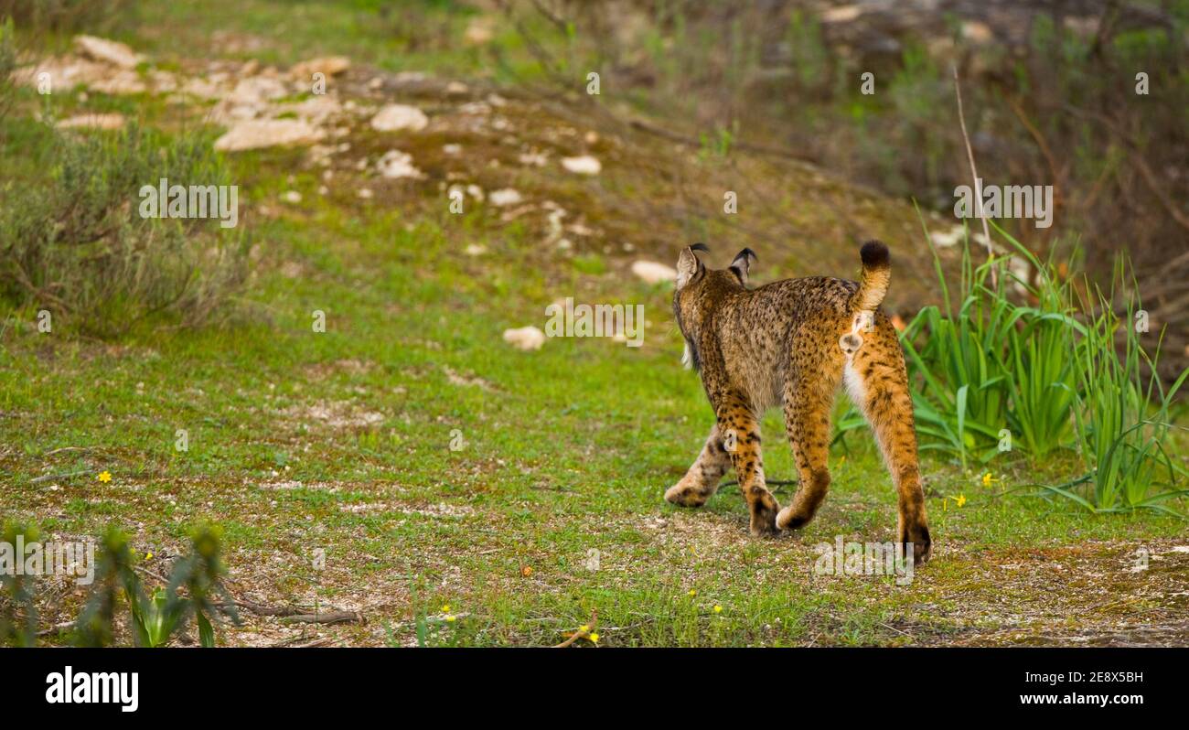 LINCE IBÉRICO (Lynx pardinus) salvaje fotografiado en el Parque Natural Sierra de Andújar, Jaen, Andalucía, España Stock Photo