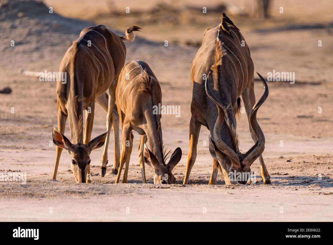 A small herd of Greater Kudu, Tragelaphus strepsiceros, seen in Zimbabwe's Hwange National Park. Stock Photo