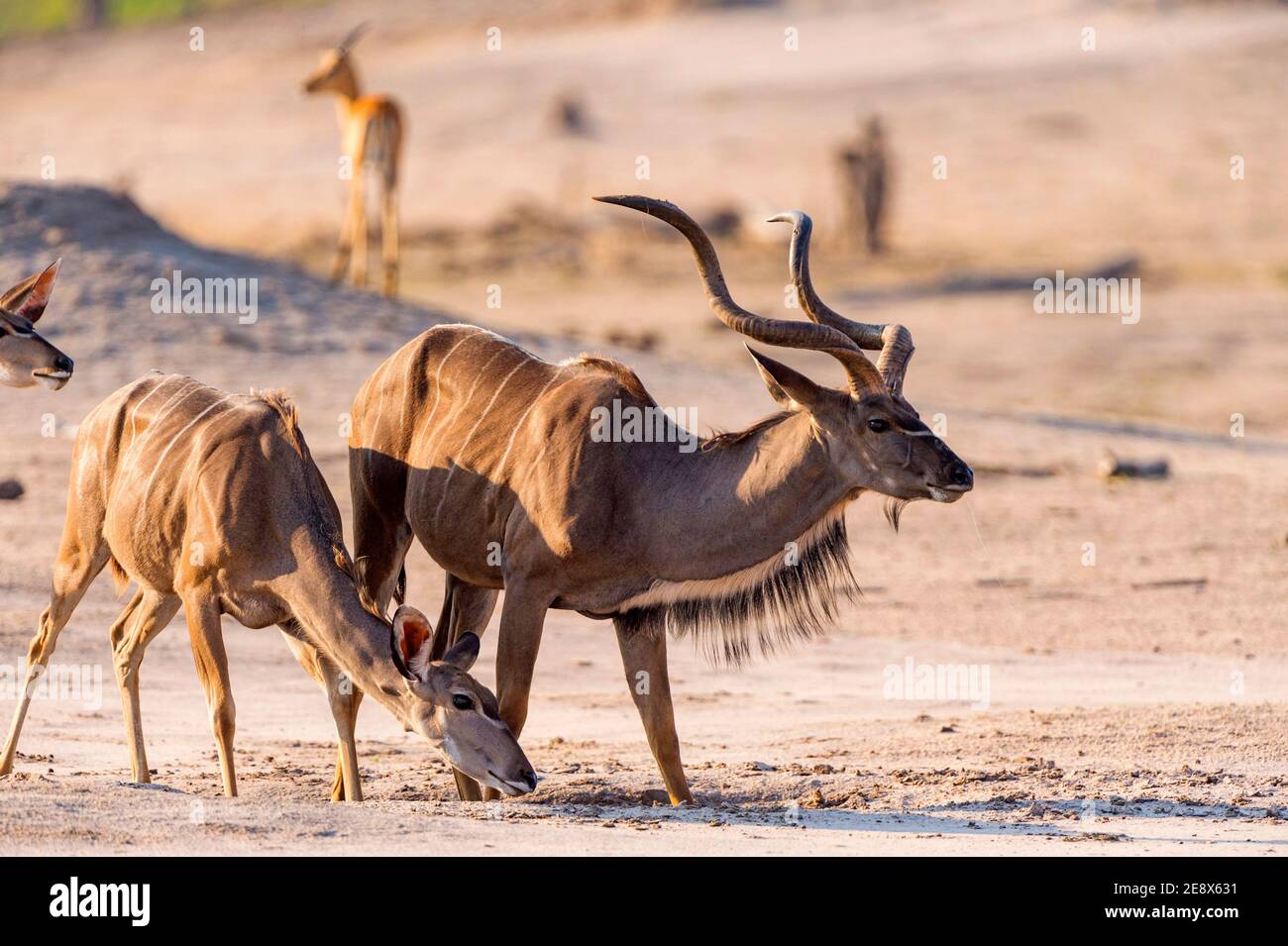 A small herd of Greater Kudu, Tragelaphus strepsiceros, seen in Zimbabwe's Hwange National Park. Stock Photo