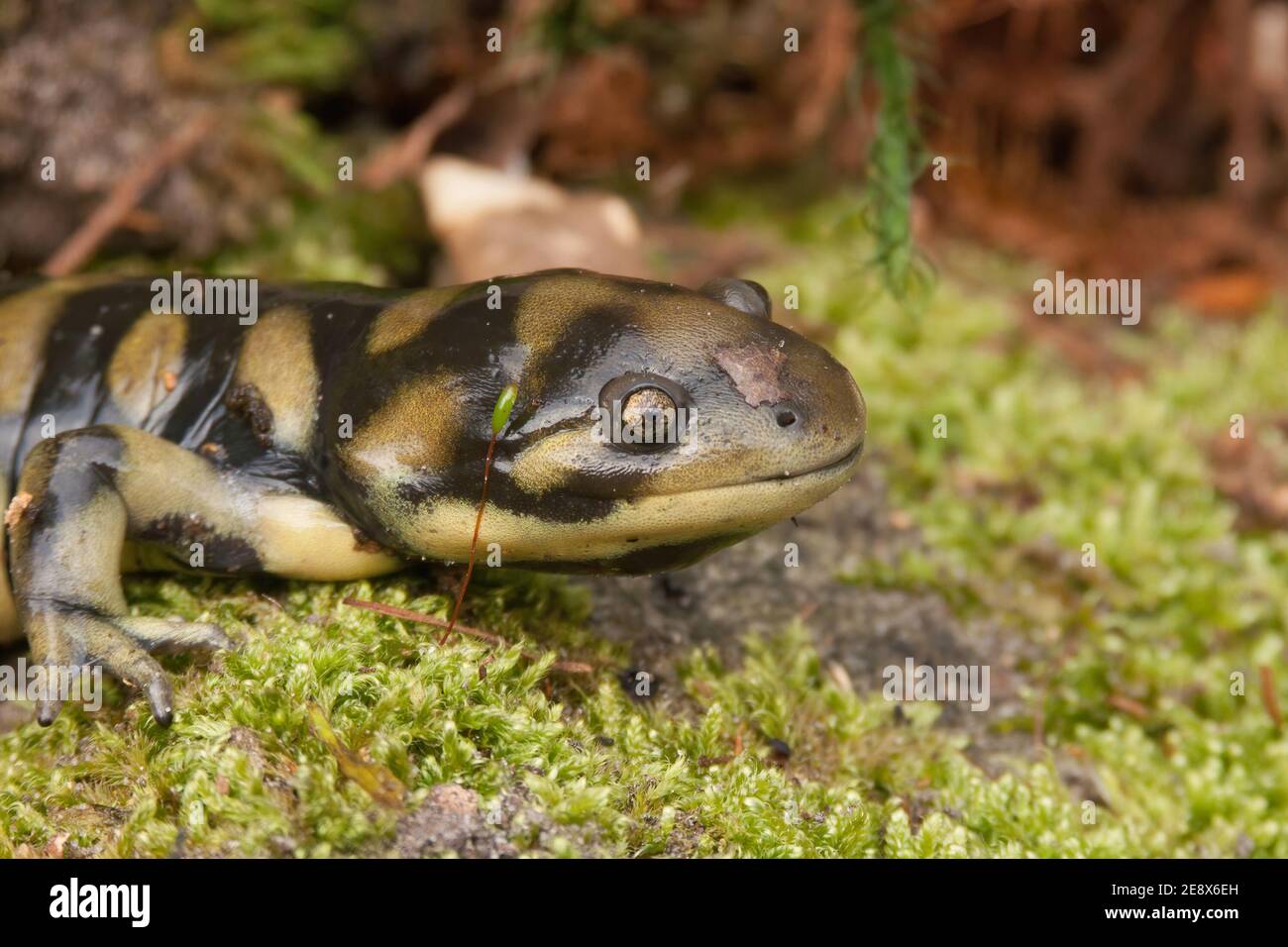 Closeup shot of barred tiger salamander, ambystoma mavortium Stock