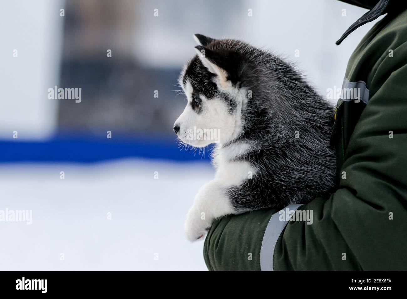 Cute husky puppies, felt boots in the snow and husky puppy, winter card  with puppies Stock Photo - Alamy