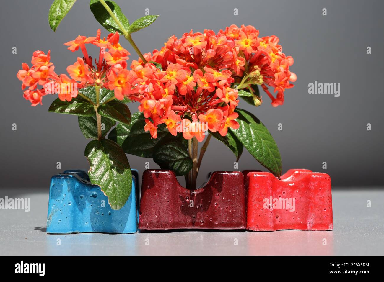 Beautiful red flowers with tiny petals gathering together in an artificial environment. Stock Photo