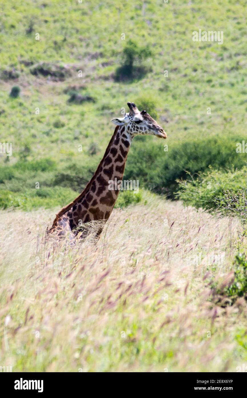 A giraffe sitting in the tall grass of the savannah of Tsavo West Park Stock Photo