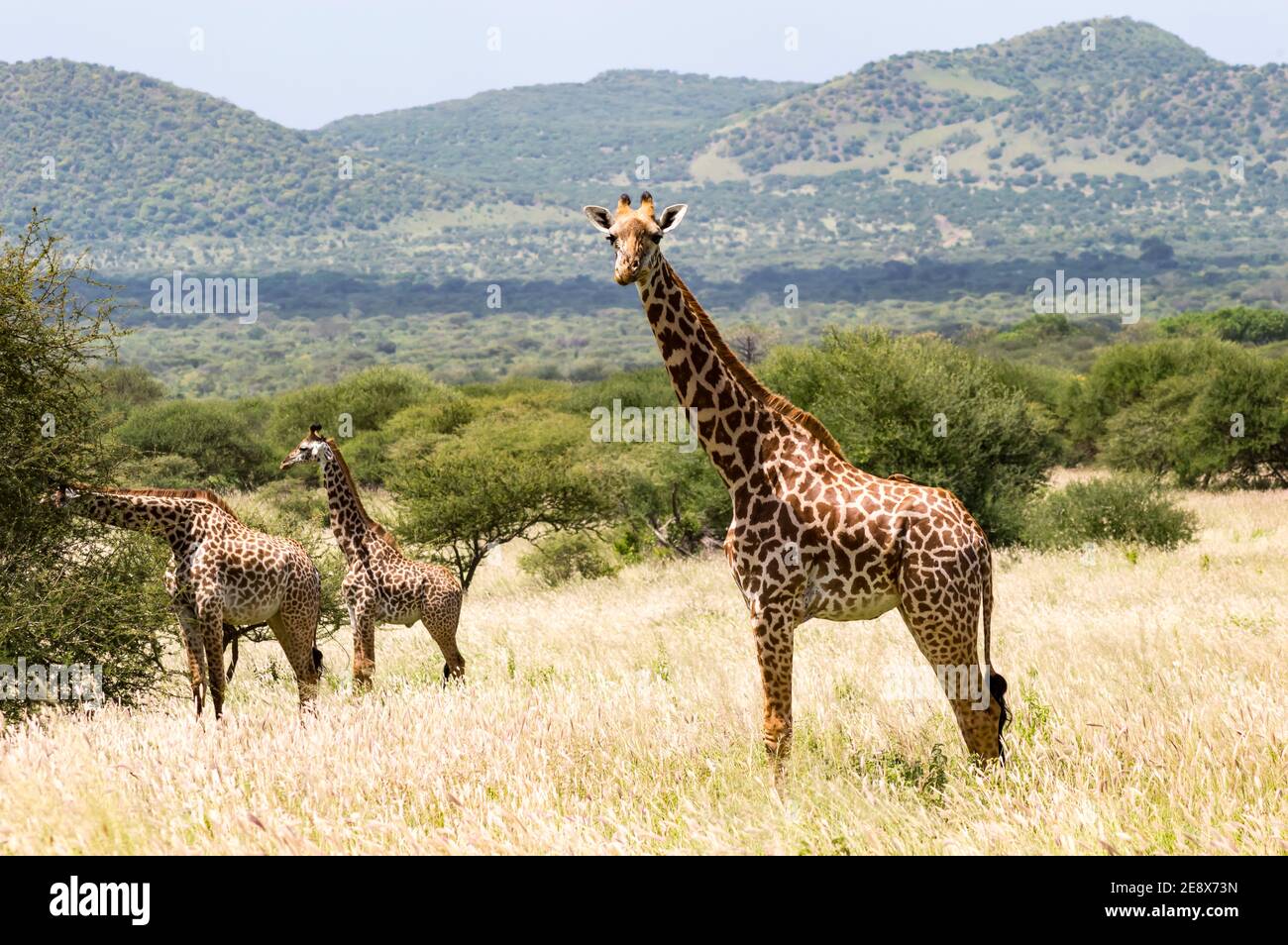 Three giraffes in the savannah of Tsavo West Park with a look towards us Stock Photo