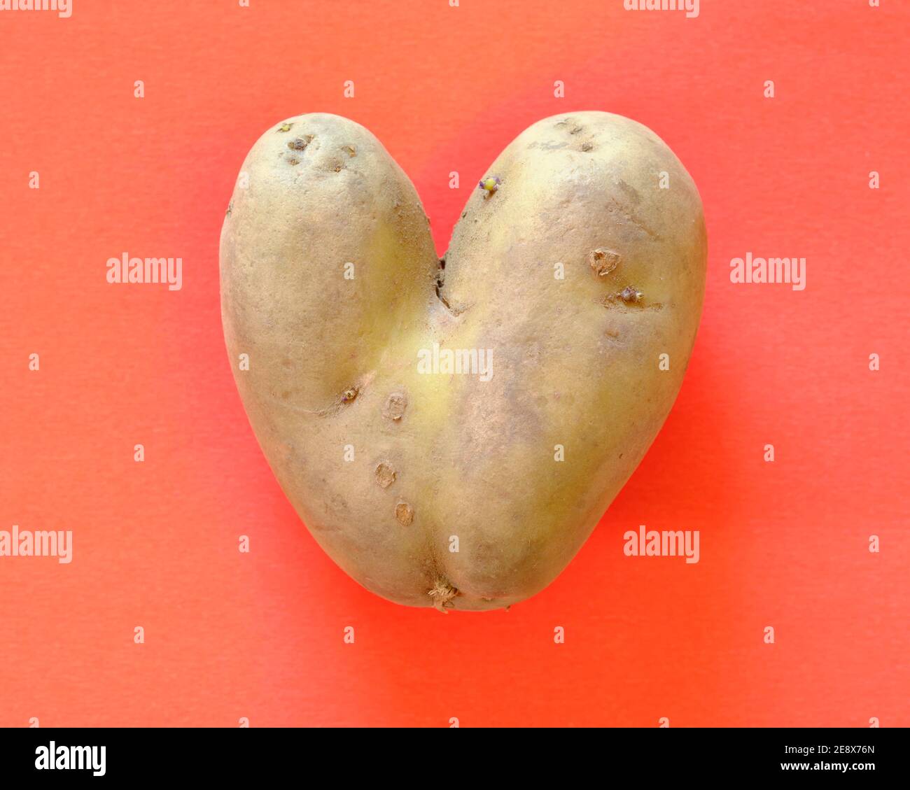 Heart shaped misshapen potato on red Stock Photo