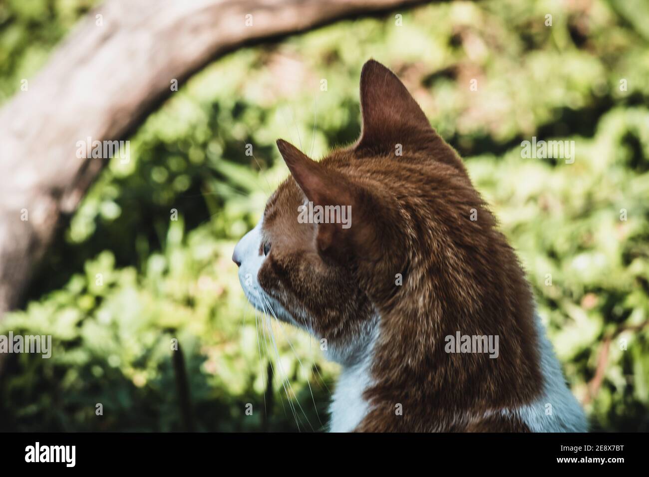 cat in the garden Stock Photo