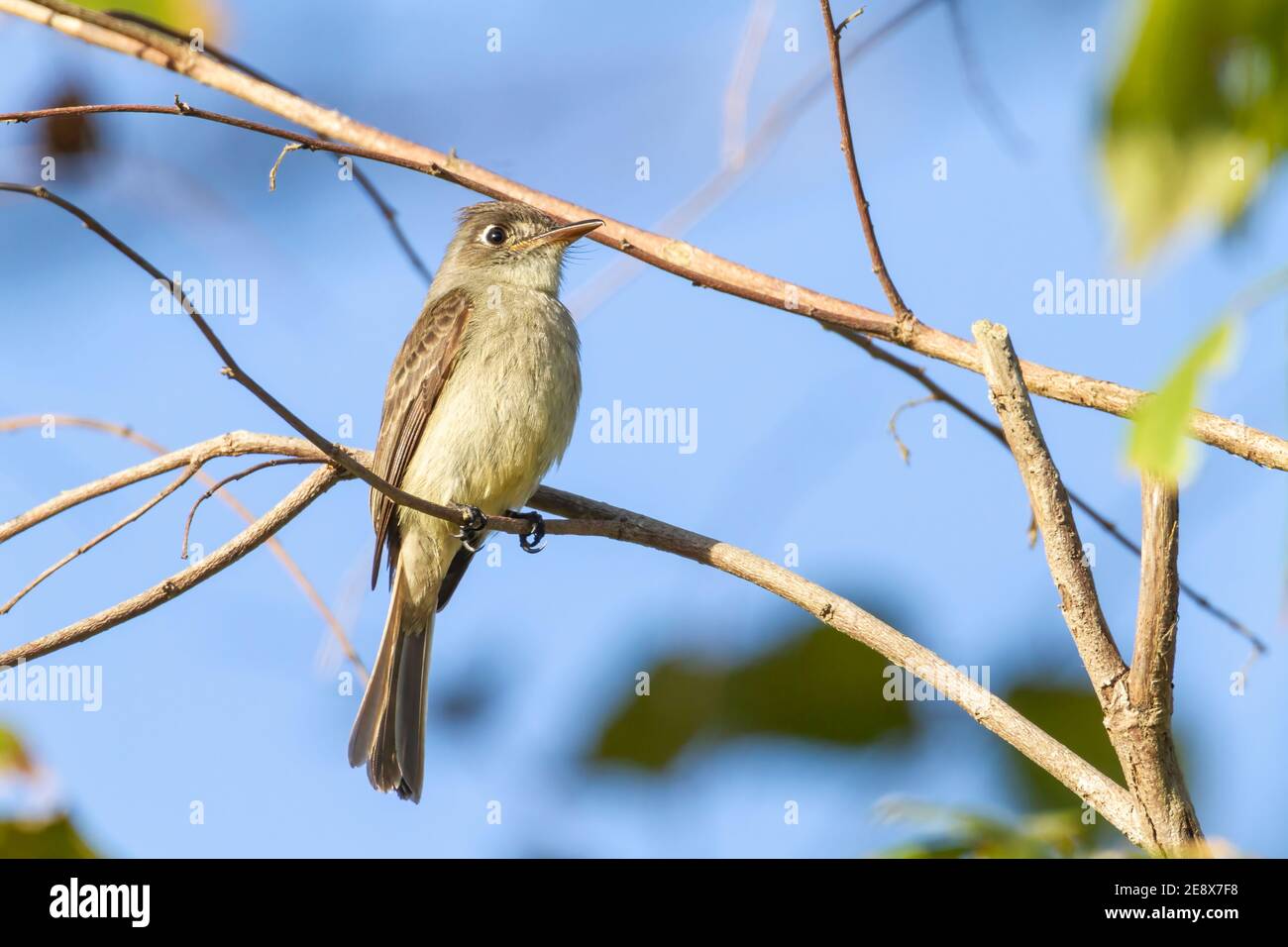 Cuban pewee, Contopus caribaeus, single bird perched on branch of shrub, Cuba Stock Photo