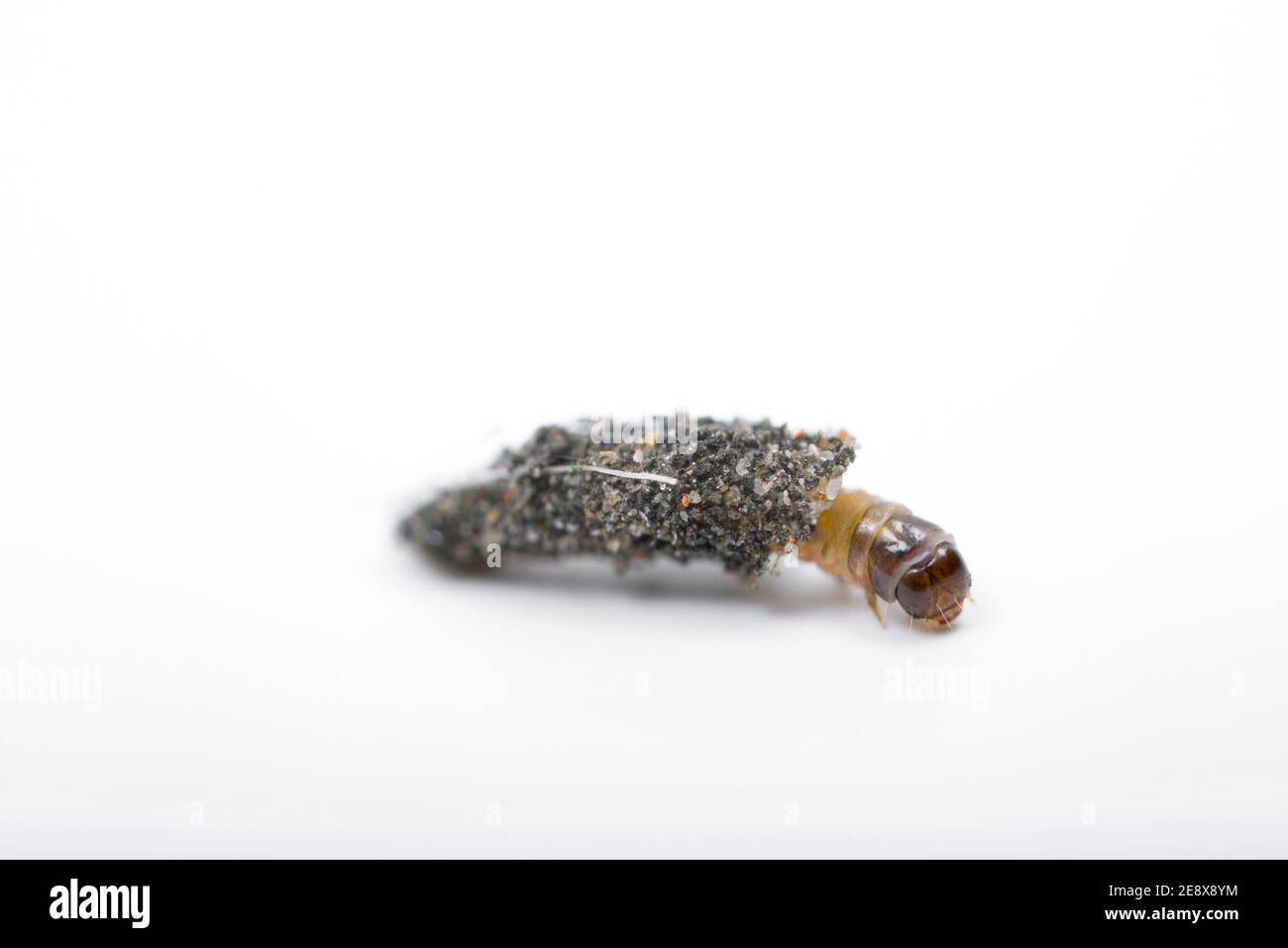 A land, or terrestrial, caddis larva Enoicyla pusilla found in South Wales emerging from its case. The other species of caddis found in the UK are aqa Stock Photo