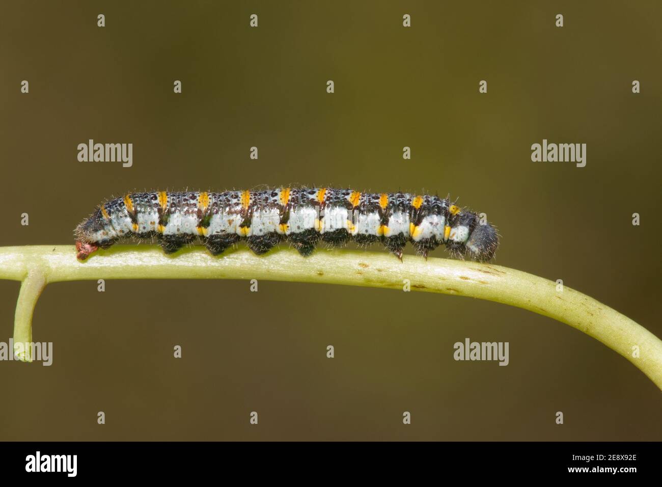 Pima Desert Orangetip Butterfly fifth instar larva, Anthocharis cethura pima, Pieridae. Feeding on Lyreleaf Jewelflower, Streptanthus carinatus, Brass Stock Photo