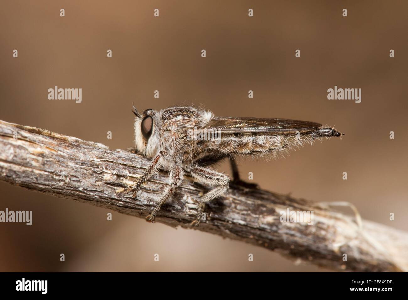 Robber Fly female, Promachella pilosa, Asilidae. Length 13 mm. Stock Photo