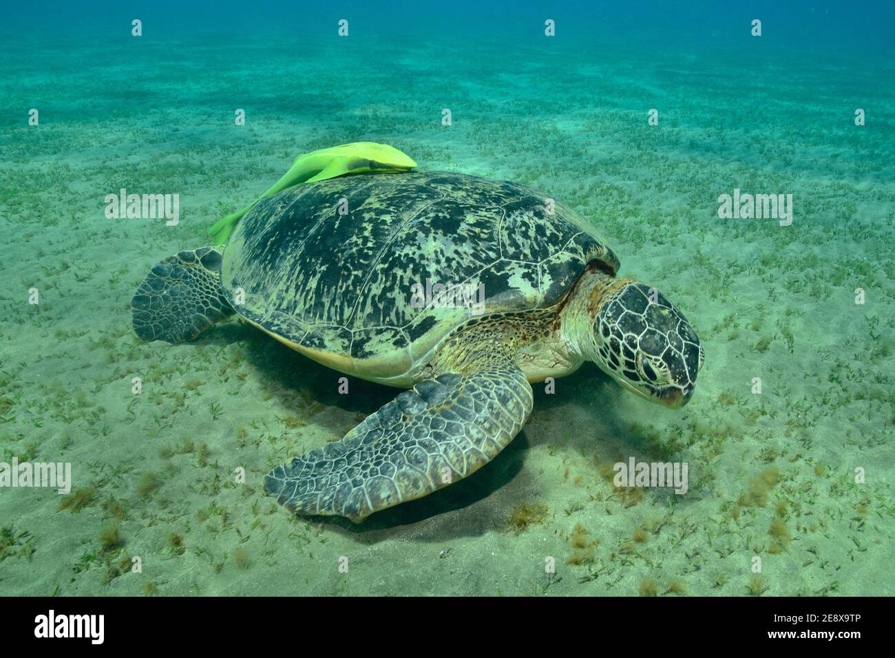 Chelonia mydas, Grüne Meeresschildkröte, green sea turtle, Echeneis naucrates, suckerfish, Gestreifter Schiffshalter, Stock Photo