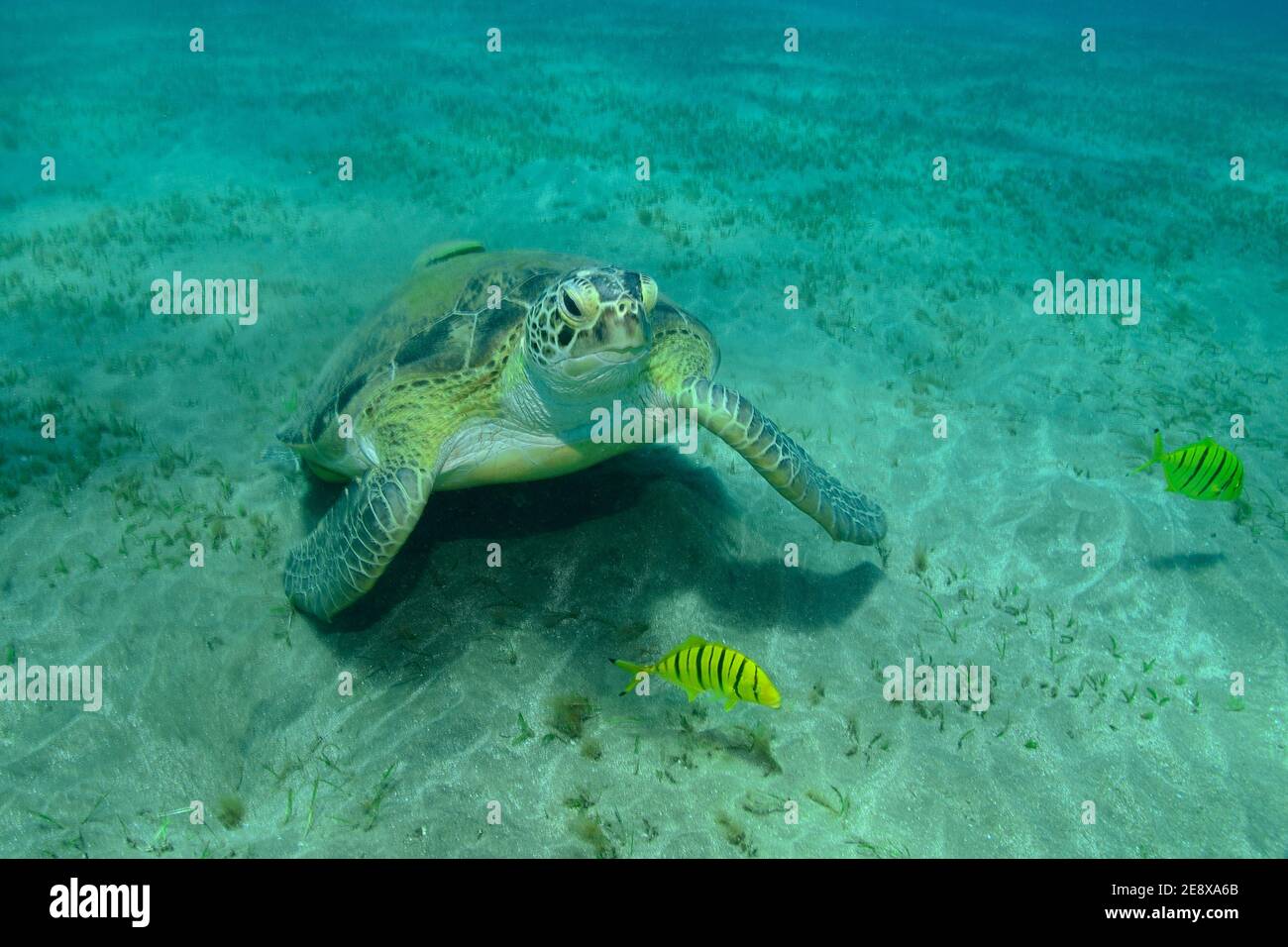 Chelonia mydas, Grüne Meeresschildkröte, green sea turtle, Echeneis naucrates, suckerfish, Gestreifter Schiffshalter, Gnathanodon speciosus juvenil Stock Photo