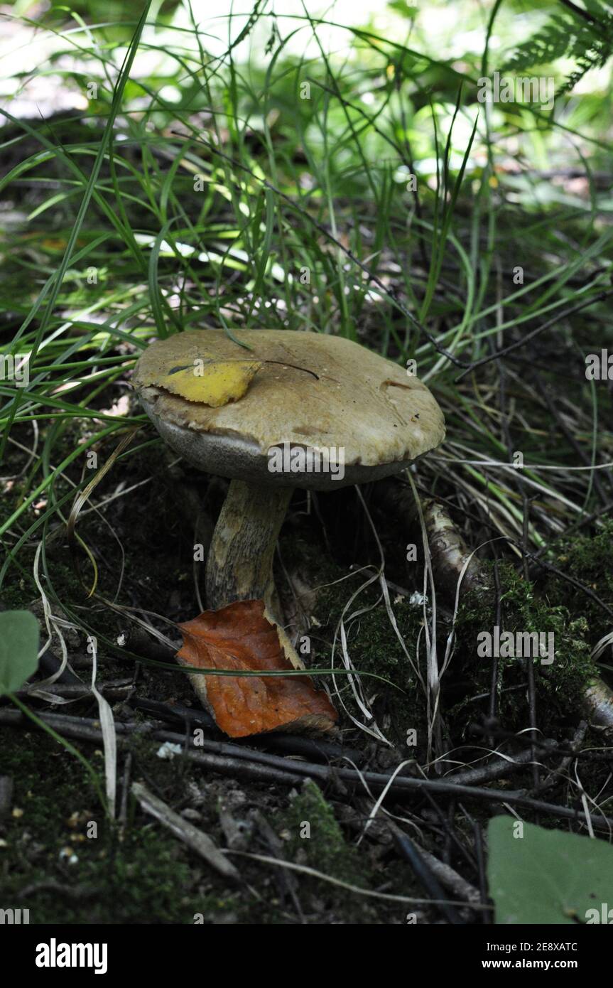 Birch mushroom in the grass Stock Photo