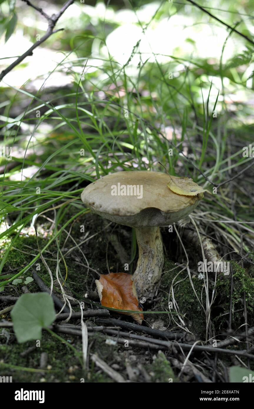 Birch mushroom in the grass Stock Photo
