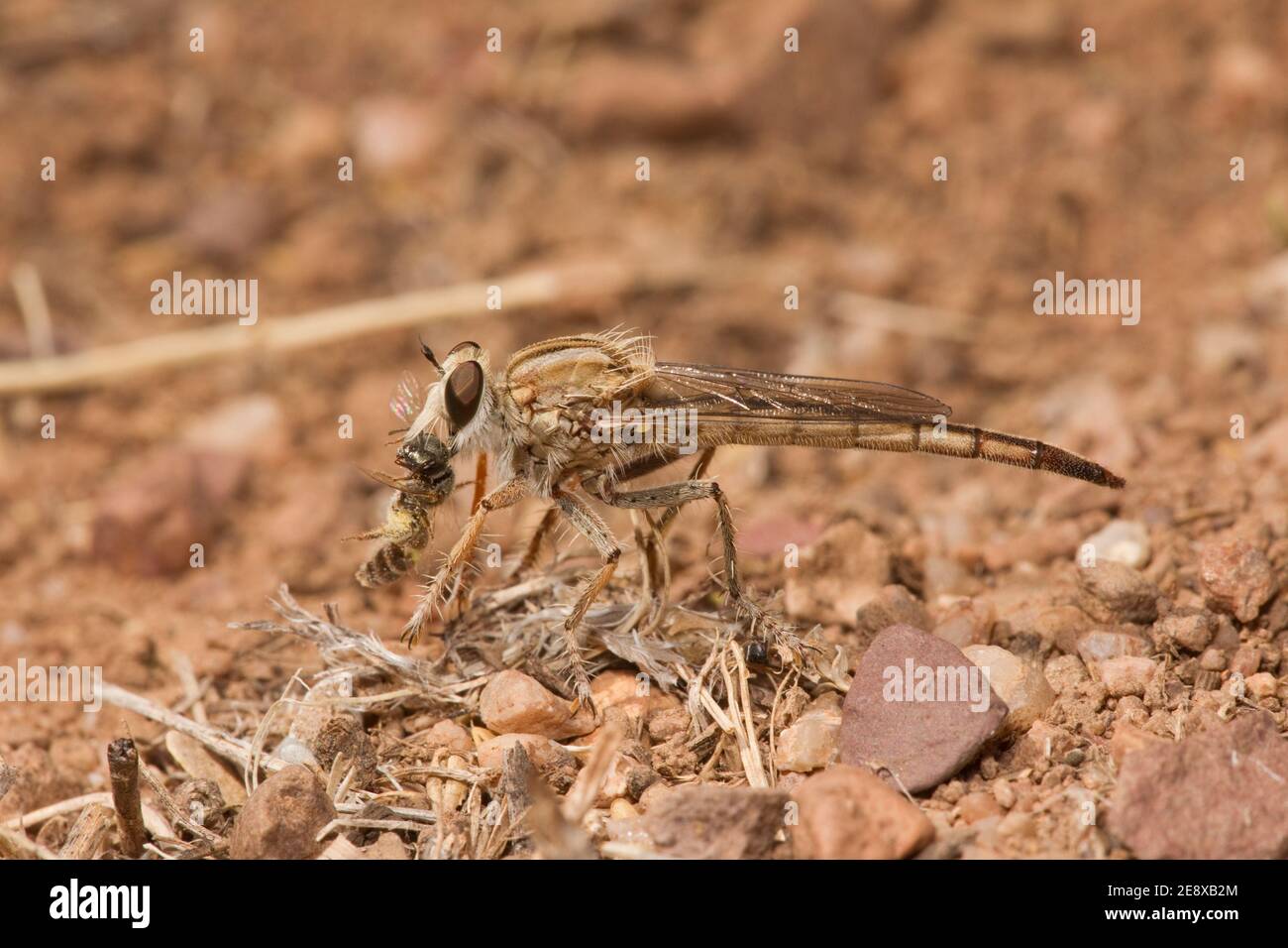 Robber Fly female, Proctacanthella exquisita, Asilidae. Feeding on native bee. Stock Photo
