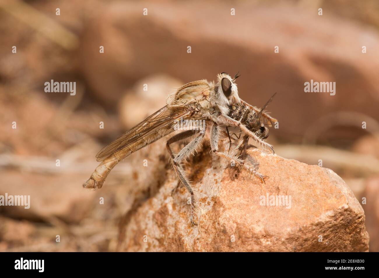 Robber Fly male, Proctacanthella exquisita, Asilidae. Feeding on beefly, Bombyliidae. Stock Photo